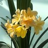 Кливия (Clivia) 